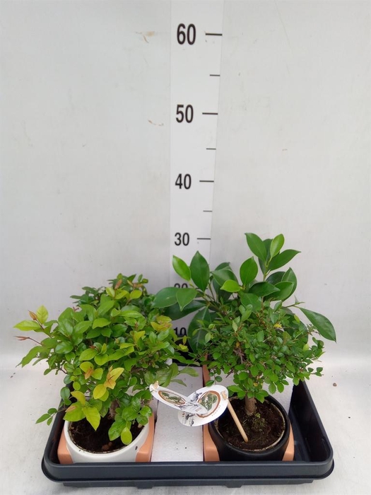 <h4>Bonsai   ...mix</h4>