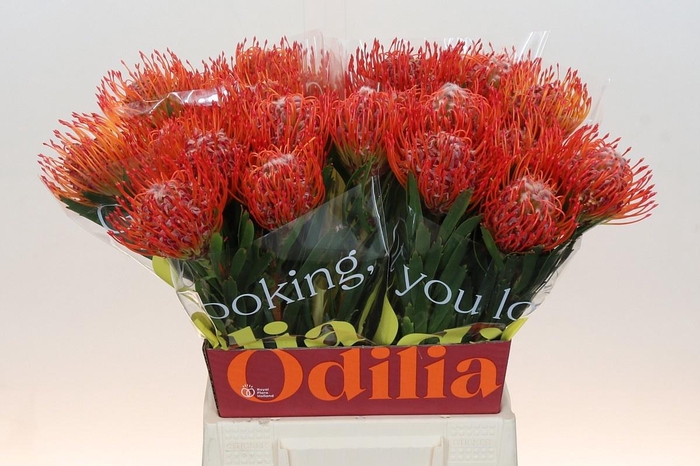 <h4>LEUCO CO TANGO</h4>