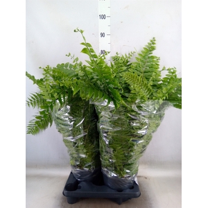 Nephrolepis   ...