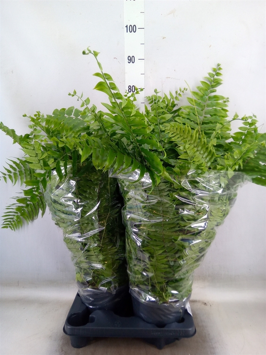 <h4>Nephrolepis   ...</h4>