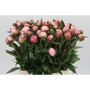 Paeonia Sarah Bernhardt
