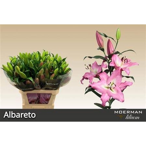 Li Ot Albareto