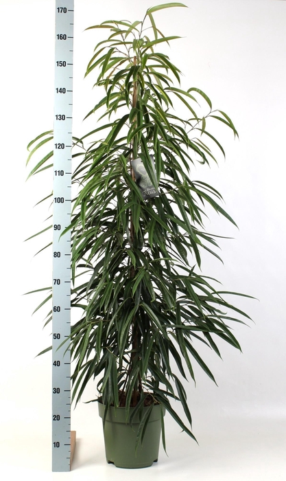 <h4>FIC BIN ALII</h4>