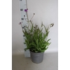 vaste planten 19 cm  Verbena venosa Rigida
