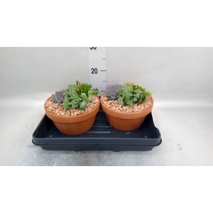 Arr.  Succulents L%