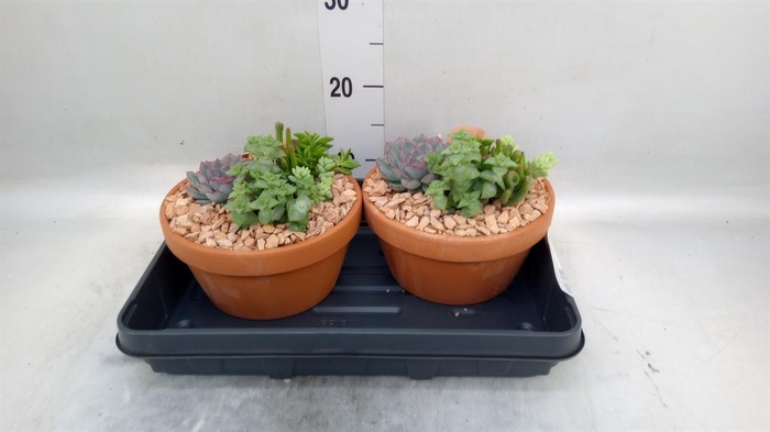 <h4>Arr.  Succulents L%</h4>