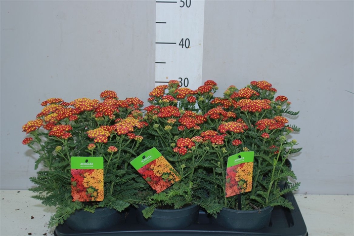 <h4>Achillea Millefolium Orange</h4>