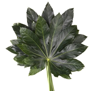 ARALIA 60 CM BROWN BOX