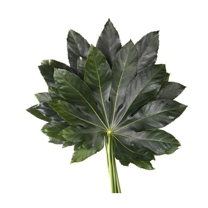 <h4>ARALIA 60 CM BROWN BOX</h4>