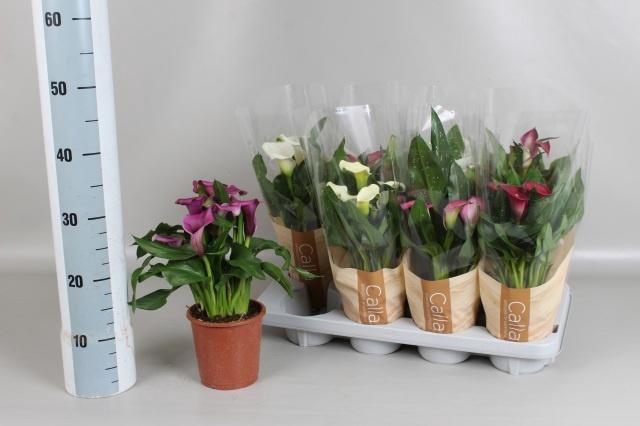 <h4>ZANT GEM 6 KL</h4>