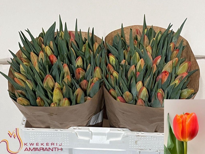 <h4>Tulipa do icoon</h4>