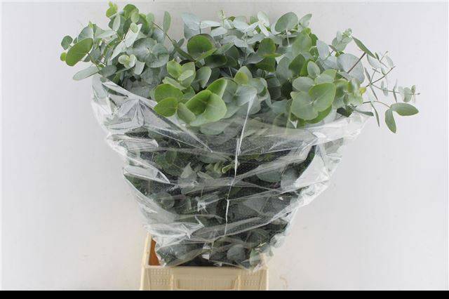 <h4>EUC CINEREA PER BOS</h4>