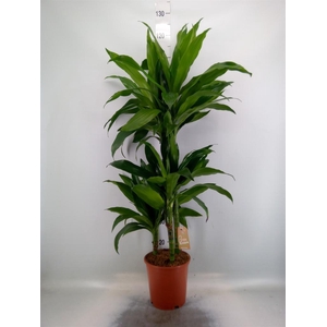 Dracaena frag. 'Janet Craig'