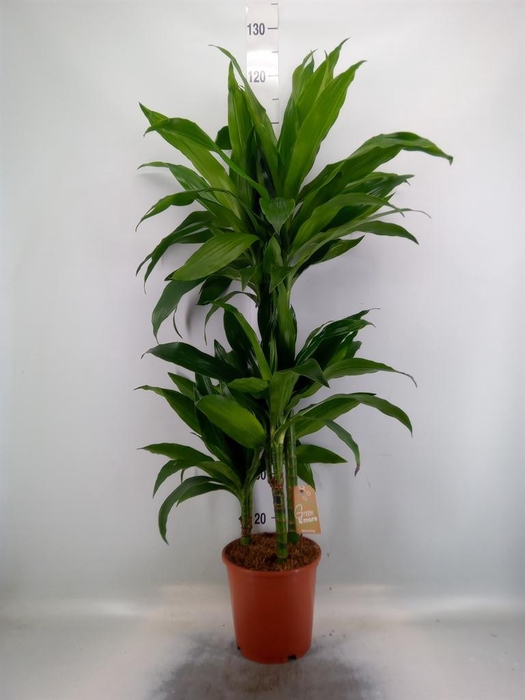 <h4>Dracaena frag. 'Janet Craig'</h4>