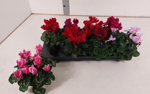 <h4>CYCL MD SUP ALLURE</h4>