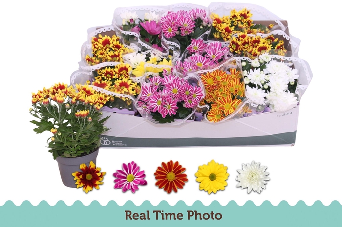 <h4>CHRYS GEM 5 KL</h4>