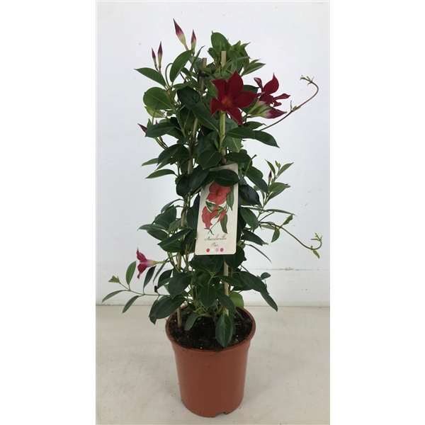 <h4>p19 Mandevilla Rio Grande Scarlet piramide</h4>