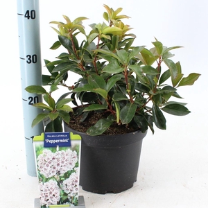Kalmia latifolia