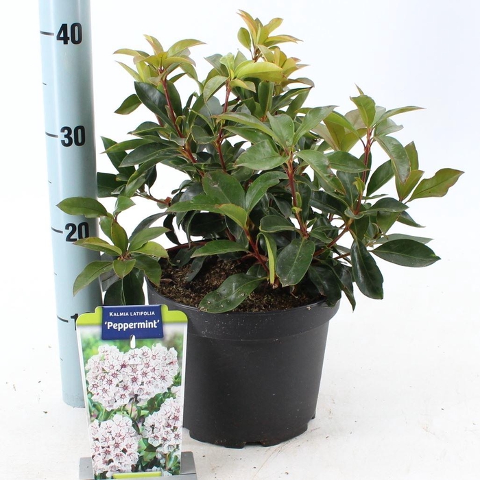 <h4>Kalmia latifolia</h4>