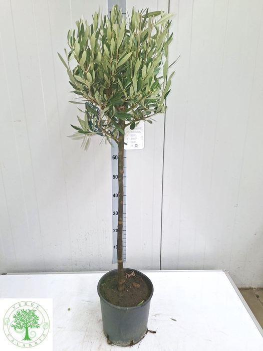 <h4>OLEA EUROPAEA</h4>