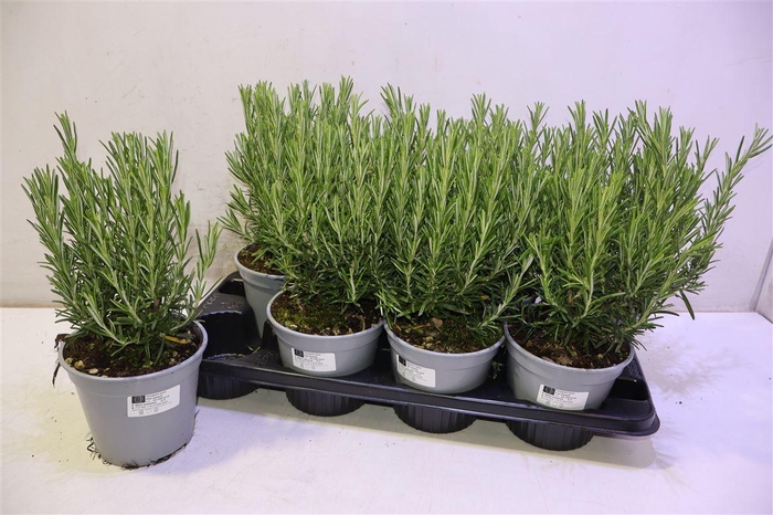 <h4>Rosmarin Of Ov</h4>