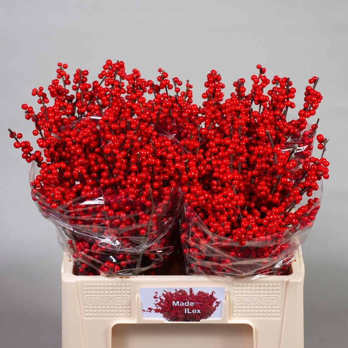 <h4>ILEX VE RODE BES</h4>