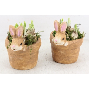 arr4 Narcis RN - Blending bunny x6