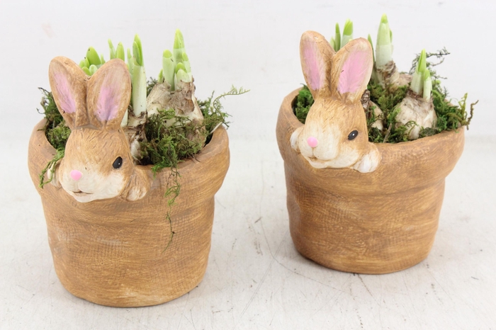 <h4>arr4 Narcis RN - Blending bunny x6</h4>