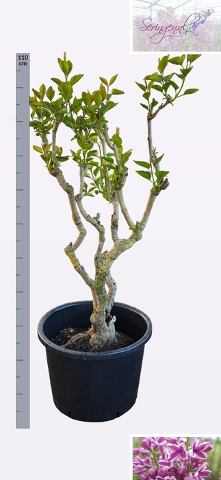 <h4>SYRI V SENSATION</h4>