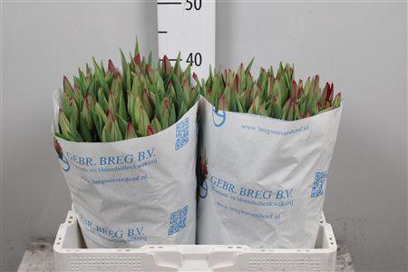 <h4>Tu En Strong Love</h4>