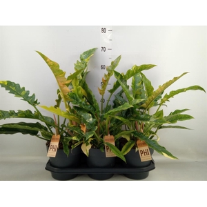 Philodendron  'Ring of Fire'