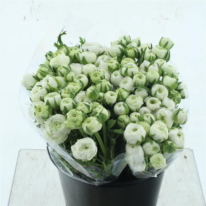 <h4>Ran El White</h4>