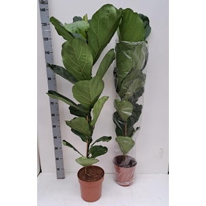FICUS LYRATA