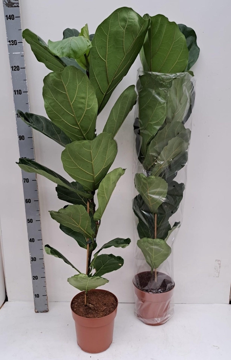 <h4>FICUS LYRATA</h4>
