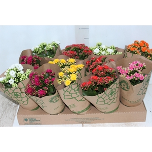 KALANCHOE DOBRADO P11