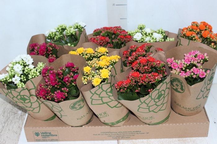 <h4>KALANCHOE DOBRADO P11</h4>