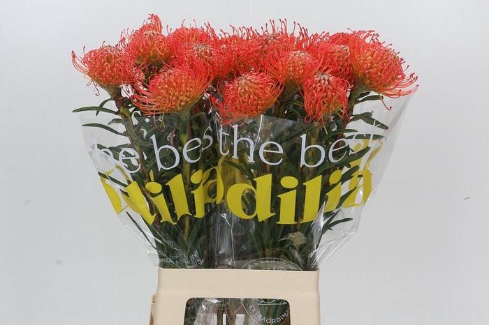 <h4>Nutans Succession</h4>