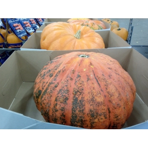 Cucurbita