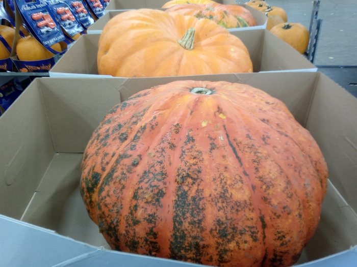 <h4>Cucurbita</h4>