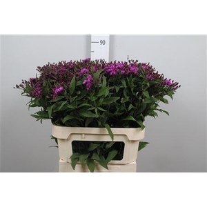 Vernonia Crinita