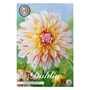 Dahlia Caribbean Fantasy x1 l