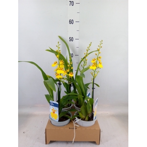 Oncidium   ...