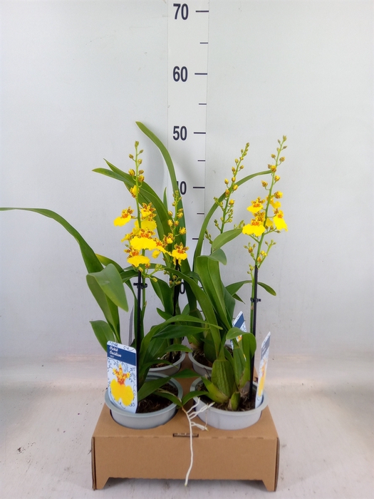 <h4>Oncidium   ...</h4>