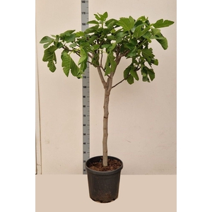 FICUS CARICA
