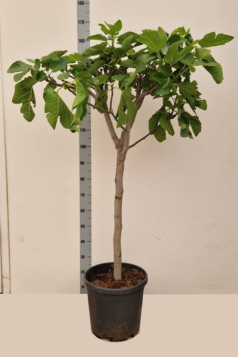 <h4>FICUS CARICA</h4>