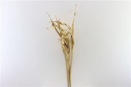 Dried Strelitzia 10pc Old Gold Bunch Slv