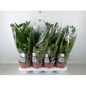 Zamioculcas zamiifolia