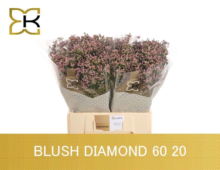 <h4>LIM SIN BLUSH DIA</h4>