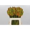 Kniphofia Eycone Peach