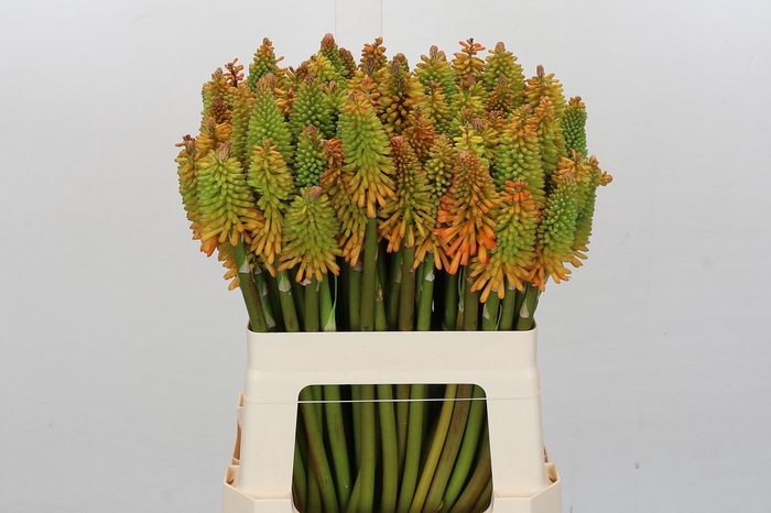 Kniphofia Eycone Peach